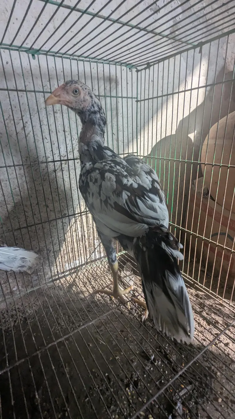 Aseel Sindhi cheena — photo 6