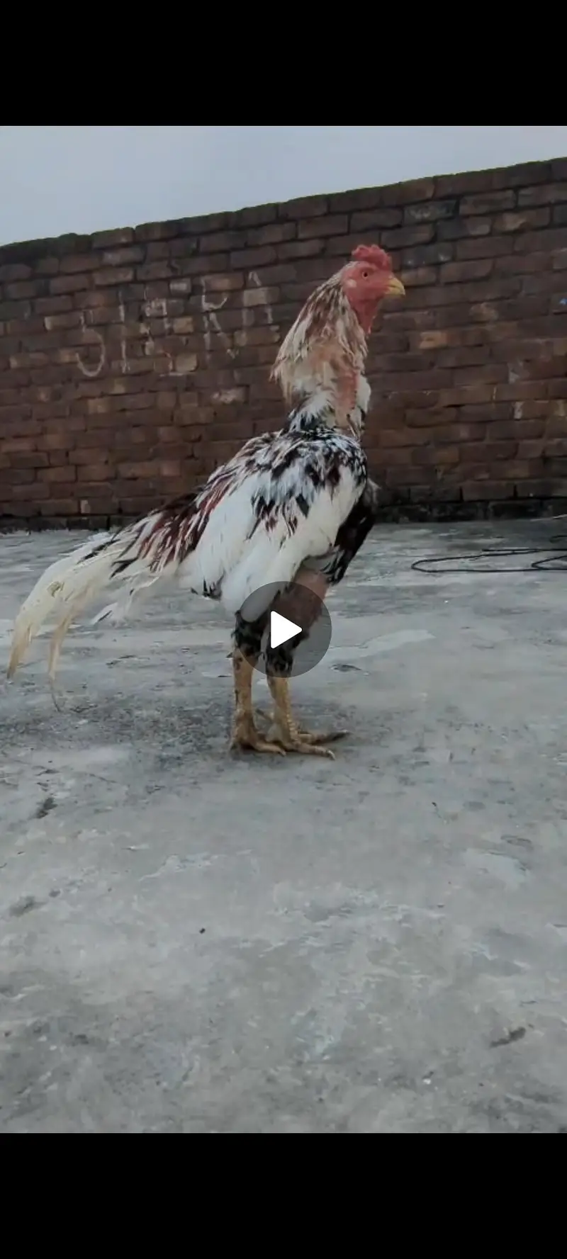 Aseel Sindhi cheena — photo 9