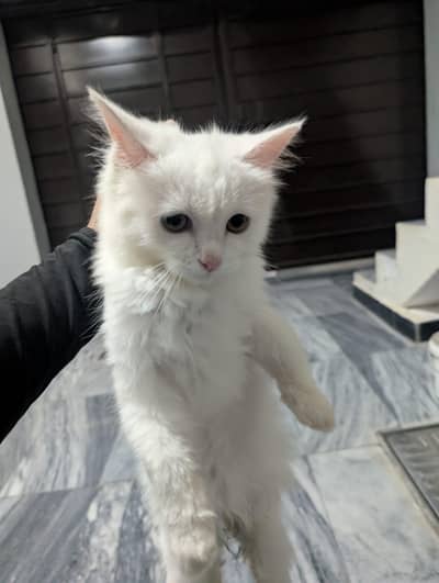 beautiful male Persian triple coat kitten for sale