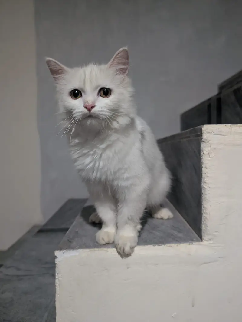 beautiful male Persian triple coat kitten for sale — photo 2