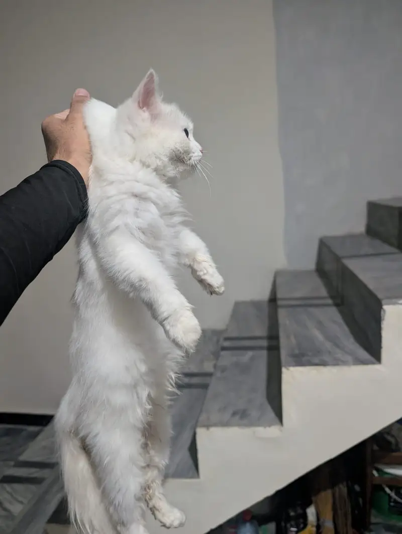 beautiful male Persian triple coat kitten for sale — photo 3