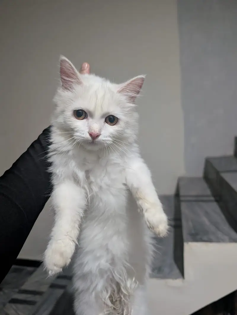 beautiful male Persian triple coat kitten for sale — photo 4