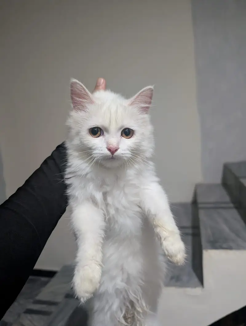 beautiful male Persian triple coat kitten for sale — photo 5