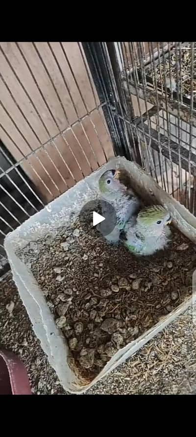 Love birds chick for hand tame