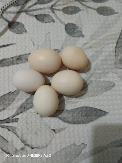 Desi hen eggs of home
