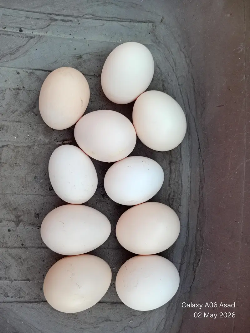 Desi hen eggs of home — photo 2