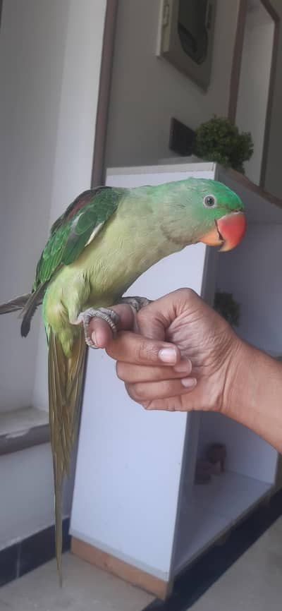 Hand Tame Raw parrot