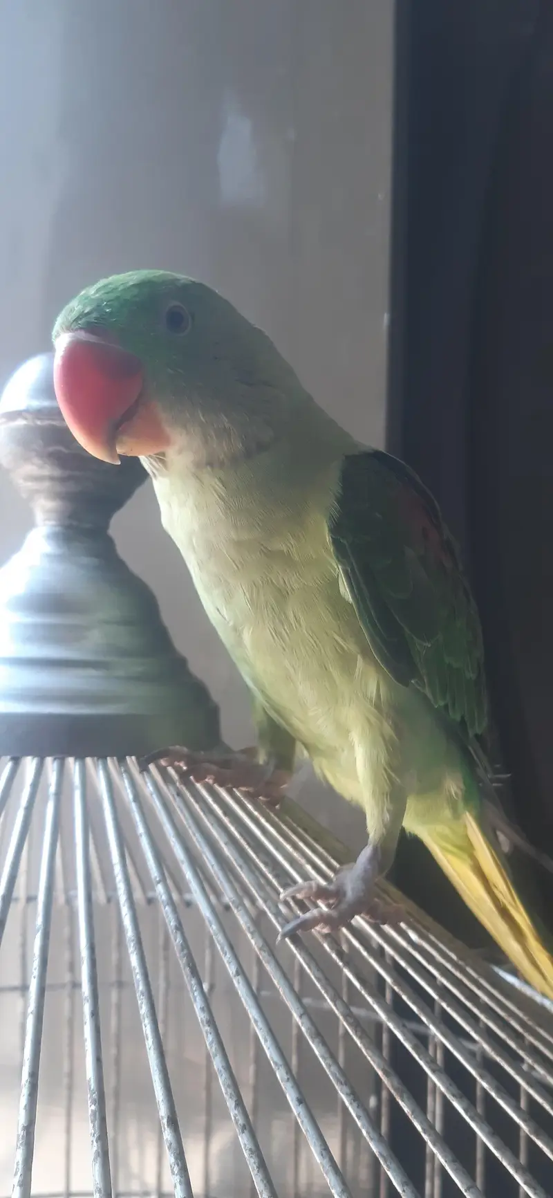 Hand Tame Raw parrot — photo 3