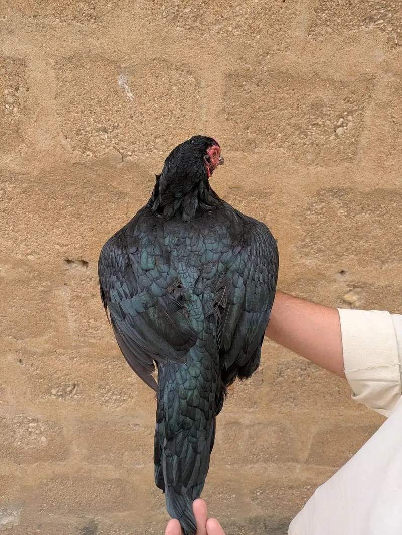 Old bloodline pure mushki female — photo 2