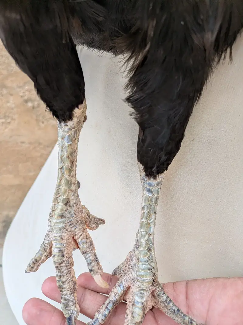 Old bloodline pure mushki female — photo 3