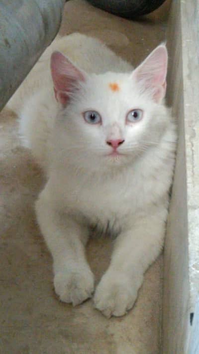 Free white cat pair