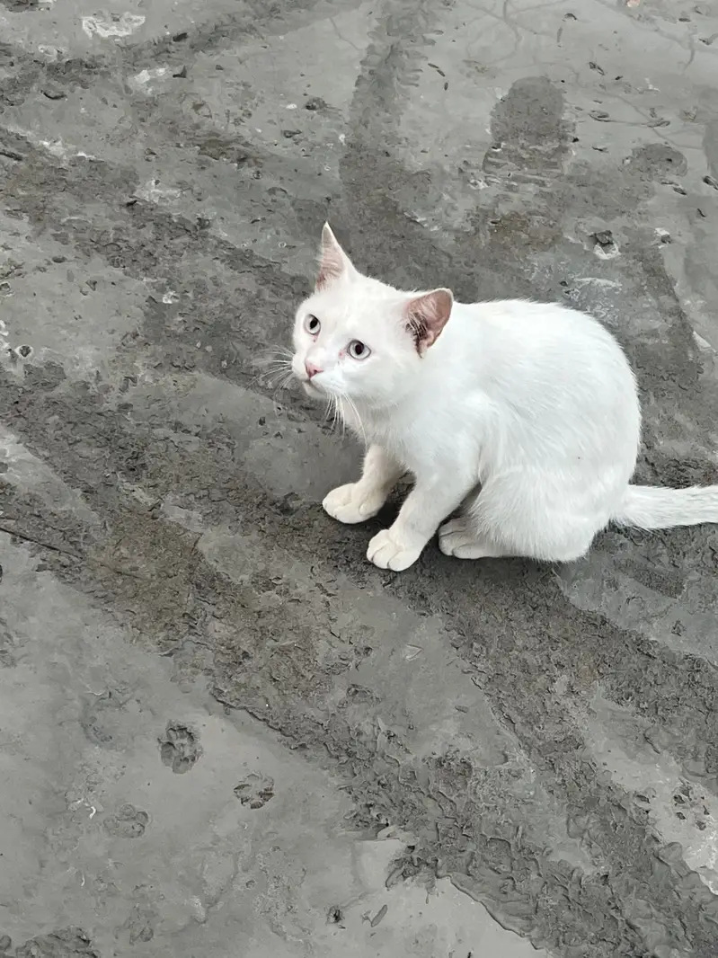 Free white cat pair — photo 2