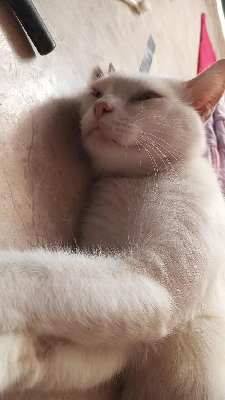 Free white cat pair — photo 3