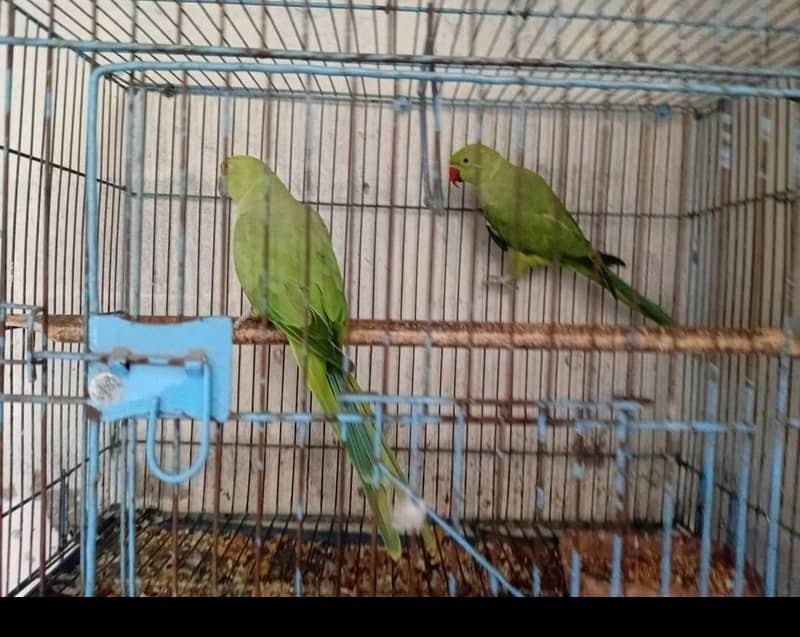 parrot 0