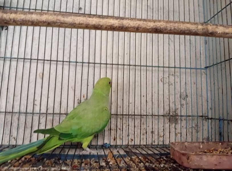 parrot 1