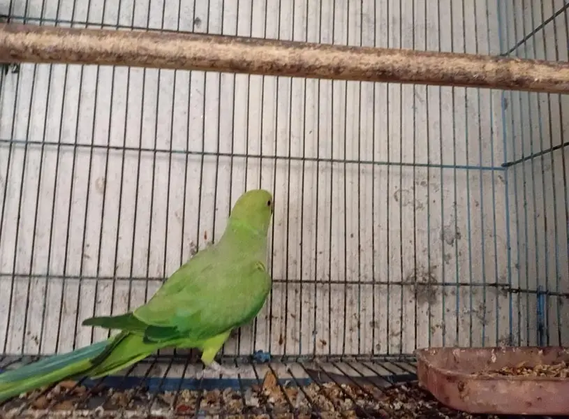 parrot — photo 2