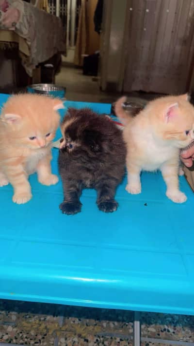 Black Persian cat