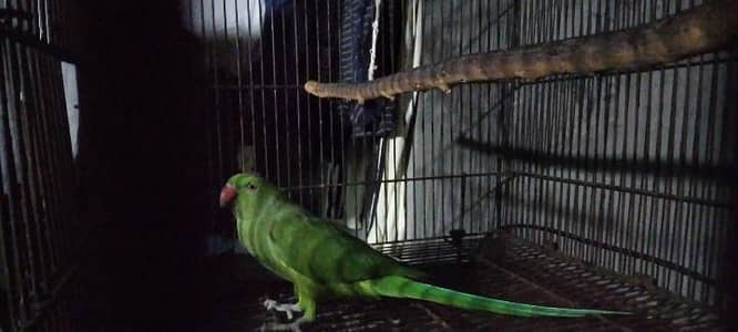 parrot
