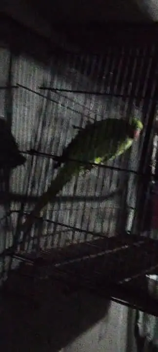 parrot — photo 2