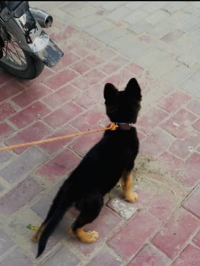 German shepherd