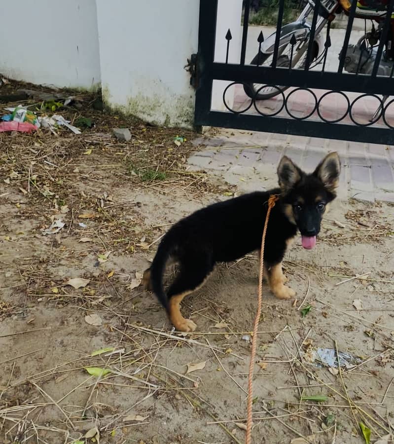 German shepherd 1