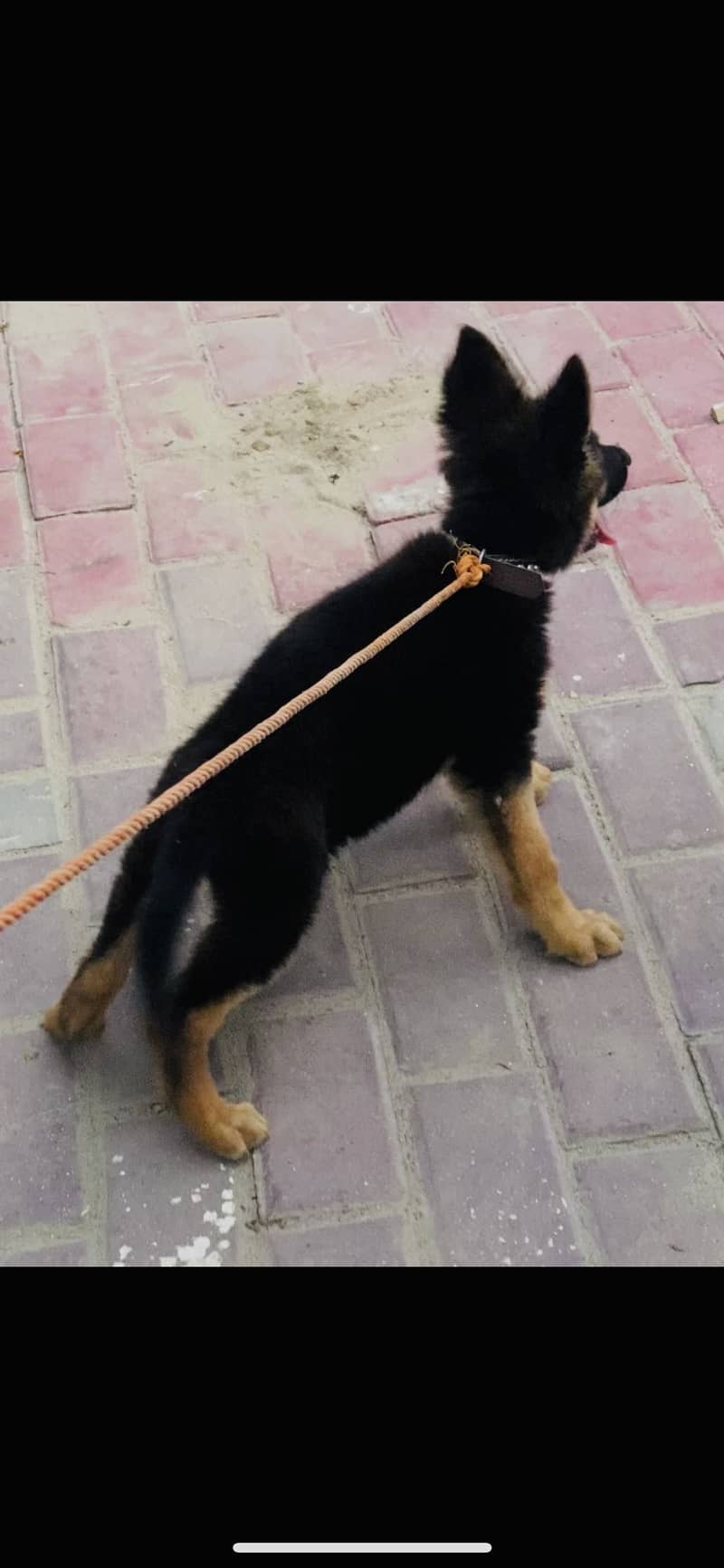 German shepherd 2