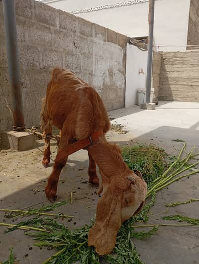 Goat Pair | Bakri | Bakra