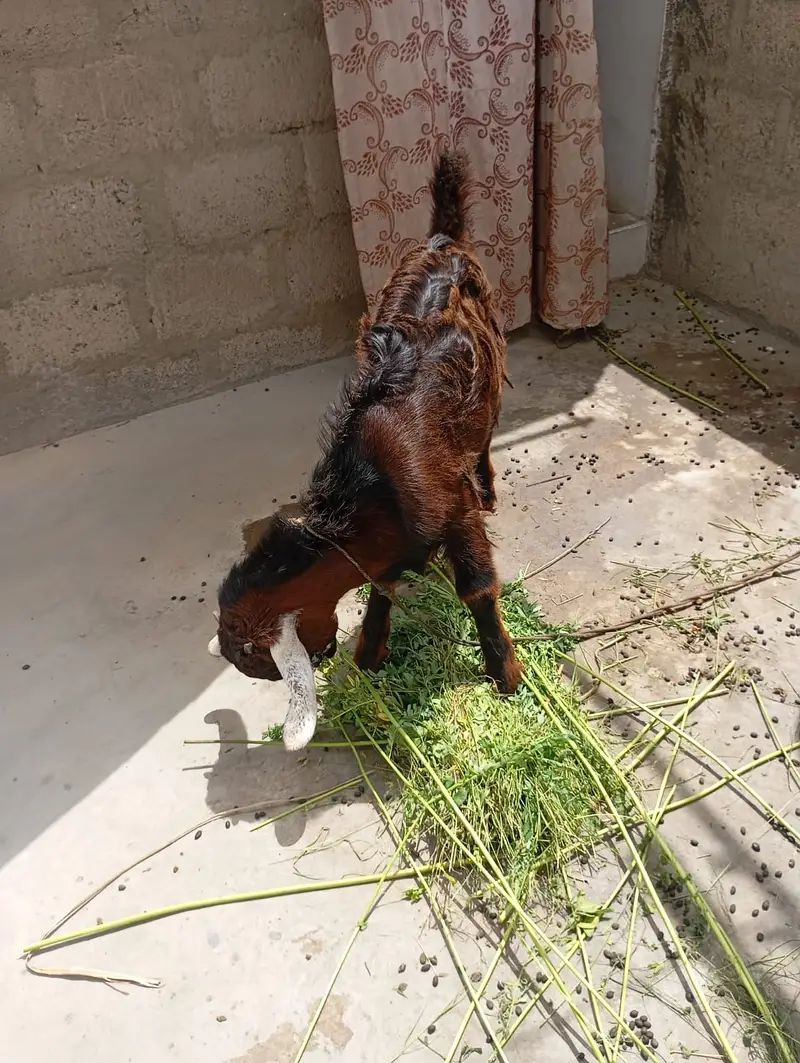 Goat Pair | Bakri | Bakra — photo 2