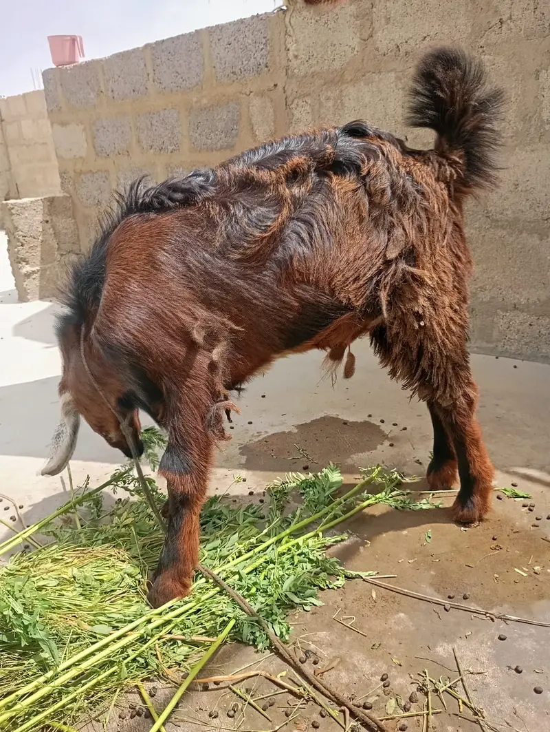 Goat Pair | Bakri | Bakra — photo 3