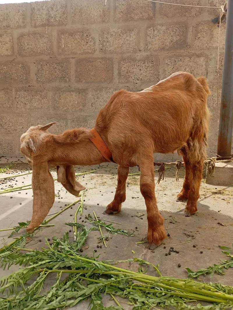 Goat Pair | Bakri | Bakra — photo 4
