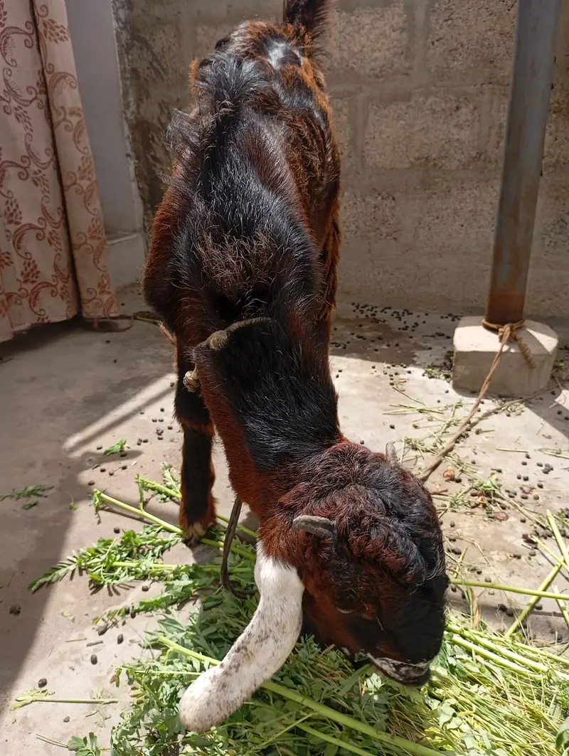 Goat Pair | Bakri | Bakra — photo 5