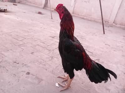 Aseel breeder