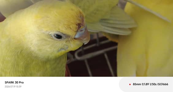 "Healthy, Active, and Breeding Pair with 2 Young Chicks"