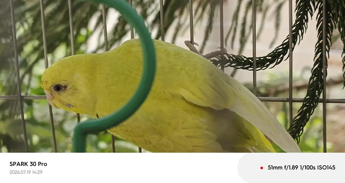 "Healthy, Active, and Breeding Pair with 2 Young Chicks" — photo 2