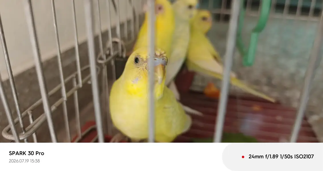 "Healthy, Active, and Breeding Pair with 2 Young Chicks" — photo 3