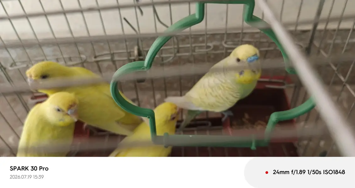 "Healthy, Active, and Breeding Pair with 2 Young Chicks" — photo 4