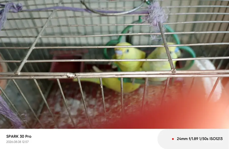 "Healthy, Active, and Breeding Pair with 2 Young Chicks" — photo 5