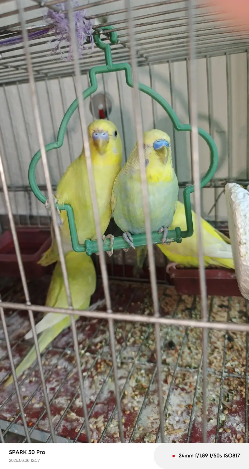 "Healthy, Active, and Breeding Pair with 2 Young Chicks" — photo 6