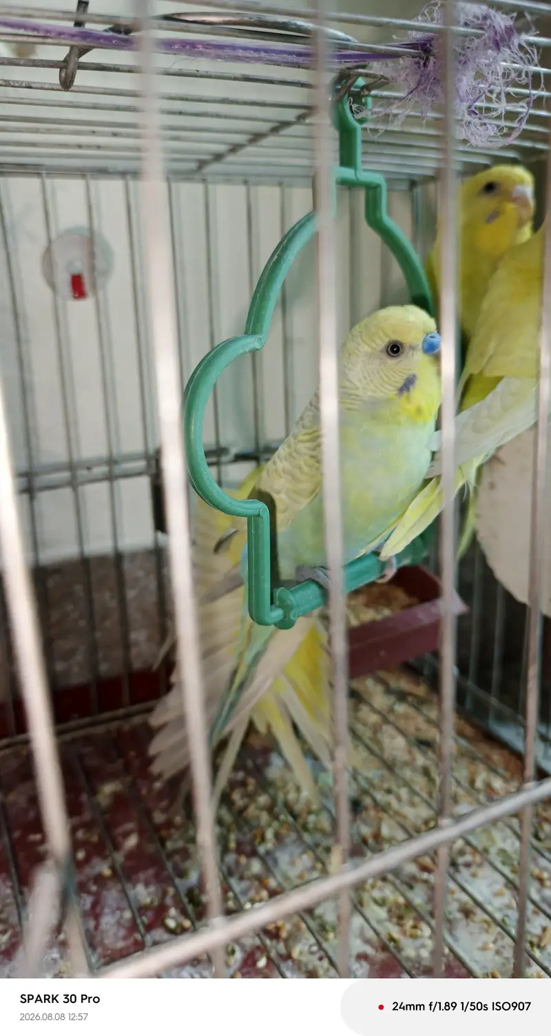 "Healthy, Active, and Breeding Pair with 2 Young Chicks" — photo 7