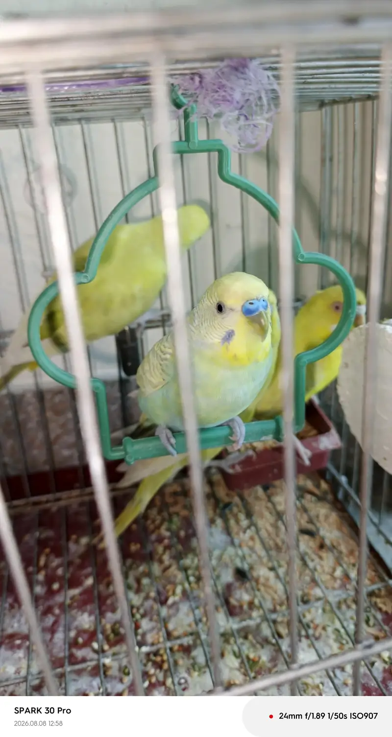 "Healthy, Active, and Breeding Pair with 2 Young Chicks" — photo 8