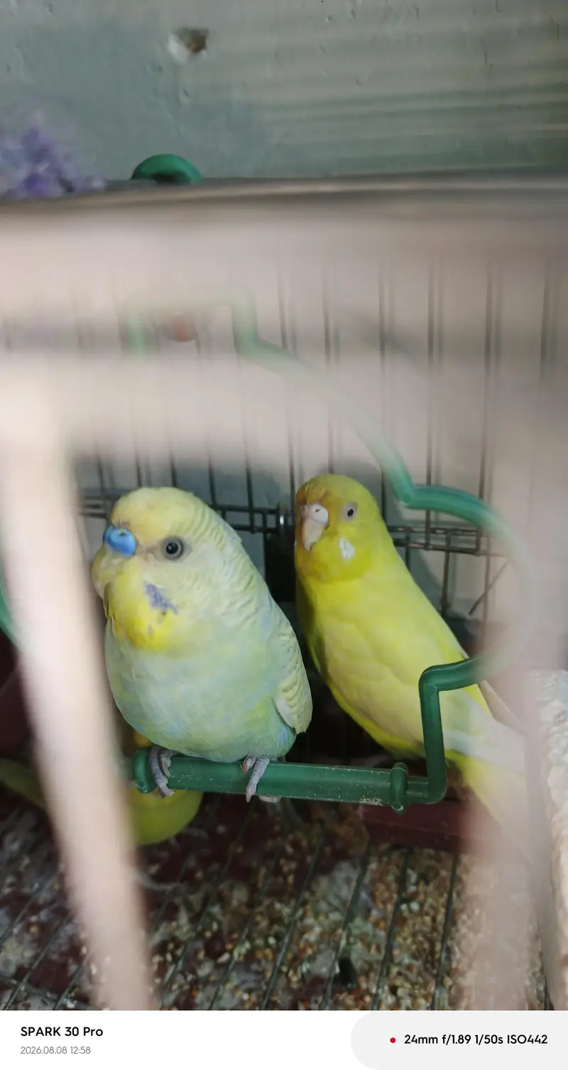 "Healthy, Active, and Breeding Pair with 2 Young Chicks" — photo 9