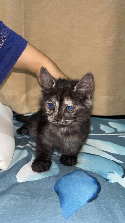 black kitten