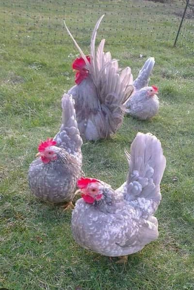 Molted Japanese chiks available