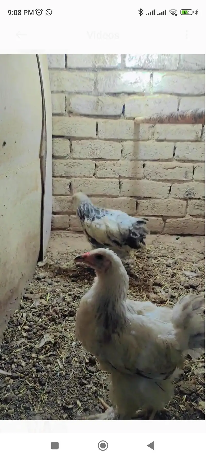 Molted Japanese chiks available — photo 3