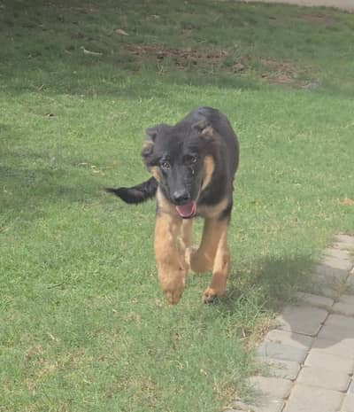 Healthy German Shepherd – Ready for New Home
