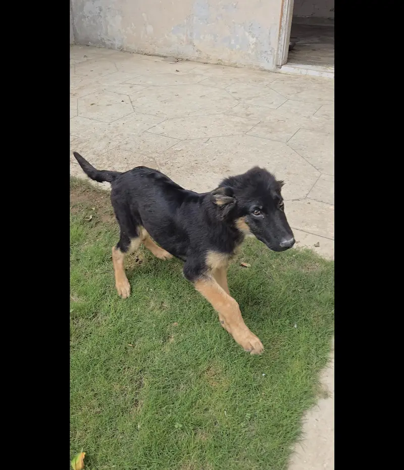 Healthy German Shepherd – Ready for New Home — photo 2