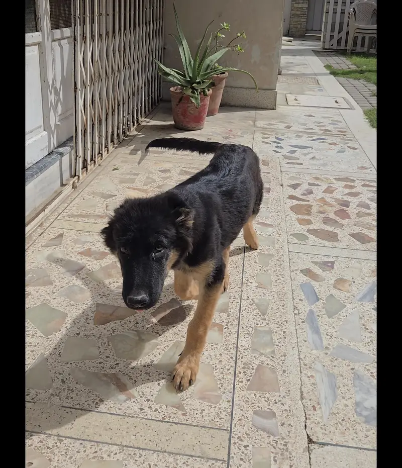 Healthy German Shepherd – Ready for New Home — photo 3