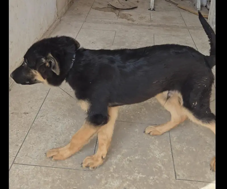 Healthy German Shepherd – Ready for New Home — photo 4