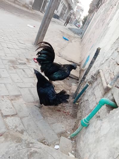 ayam cemani fresh and healthy black toung