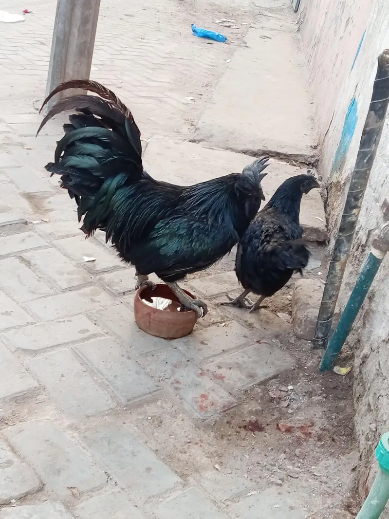 ayam cemani fresh and healthy black toung — photo 2